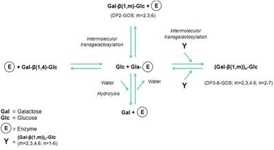 The promotion mechanism of prebiotics for probiotics: A review